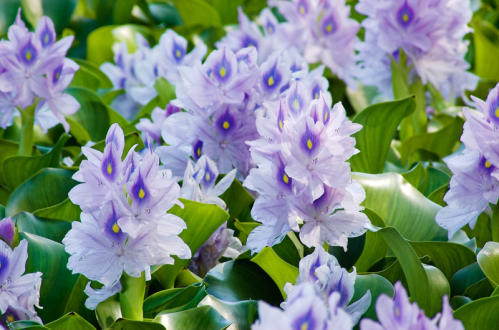   <img src="water hyacinth.jpg" alt=" Blooming Water Hyacinth Eco-friendly Usage For Baskets"> 