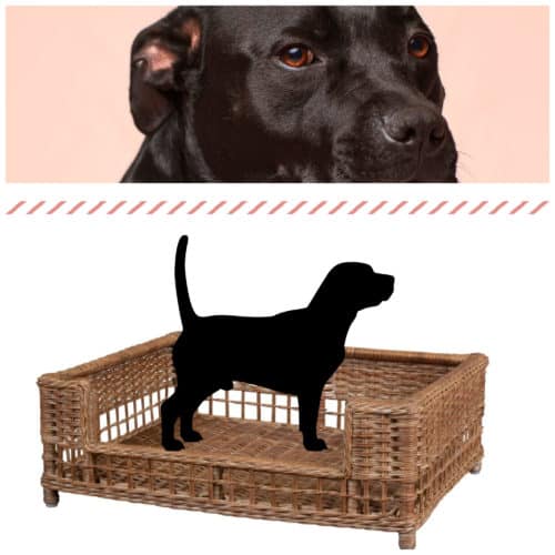  <img src="dog furniture.jpg" alt="Luxury rattan wicker dog bed furniture"/> 
